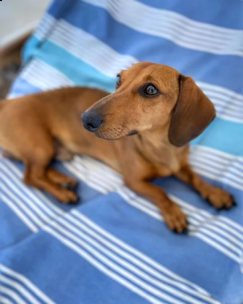 regalo cuccioli bassotto avente : primi vaccini, passaporto, libretto sanitario, microchip. possibil