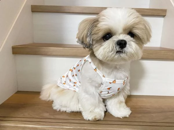 regalo cuccioli shih tzu avente : primi vaccini, passaporto, libretto sanitario, microchip. possibil