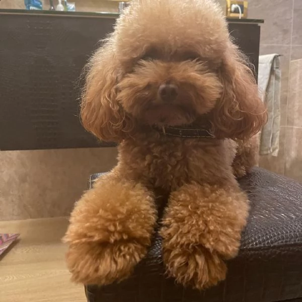 regalo cuccioli barboncino di 90 giorni nata e svezzata in ambiente familiare. viene munita di docum