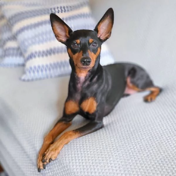 regalo cuccioli di pinscher bellissimi cuccioli disponibili, carattere adorabile ,sono docili ed aff