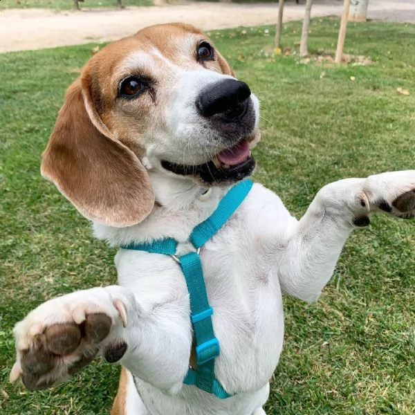 regalo cuccioli dolce e bella beagle stiamo dando questi nostri cuccioli sani maschi e femmine in un