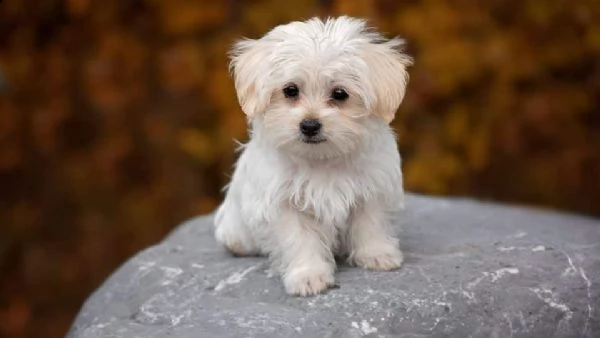  regalo cucciolo maltese per chiunque sia interessato