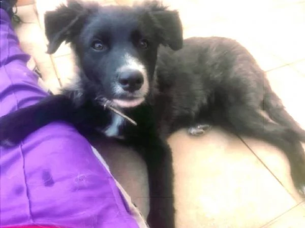 Cane in adozione cerca casa