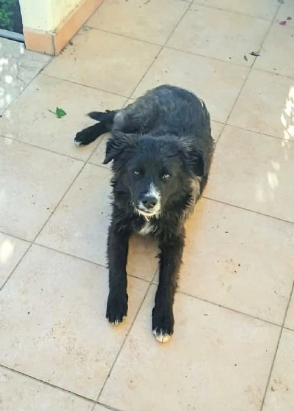 Cane in adozione cerca casa | Foto 6