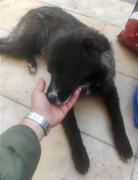 Cane in adozione cerca casa | Foto 5