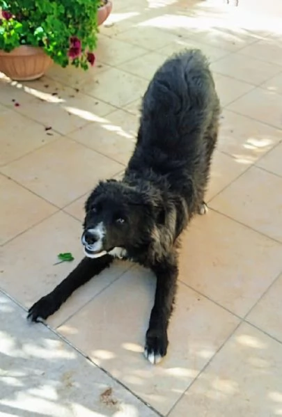 Cane in adozione cerca casa | Foto 4