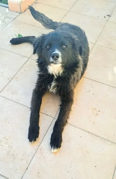 Cane in adozione cerca casa | Foto 3