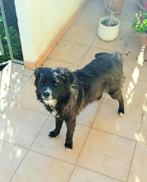 Cane in adozione cerca casa | Foto 2