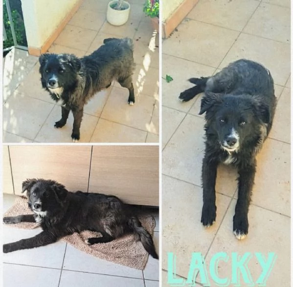 Cane in adozione cerca casa | Foto 1