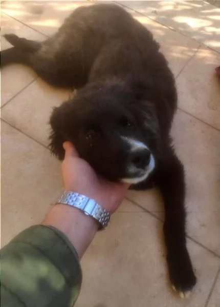 Cane in adozione cerca casa | Foto 0