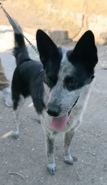 Dolcissima cagnolina rinuncia di propriet&agrave;  cerca casa con urgenza 