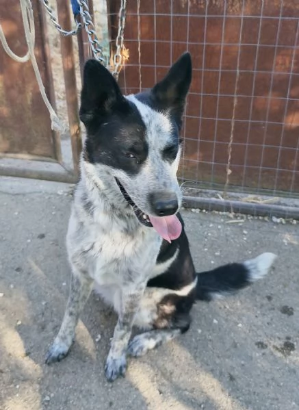 Dolcissima cagnolina rinuncia di propriet&agrave;  cerca casa con urgenza  | Foto 6