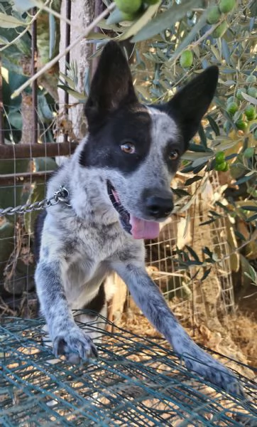 Dolcissima cagnolina rinuncia di propriet&agrave;  cerca casa con urgenza  | Foto 5