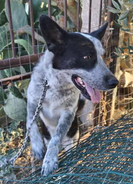 Dolcissima cagnolina rinuncia di propriet&agrave;  cerca casa con urgenza  | Foto 4