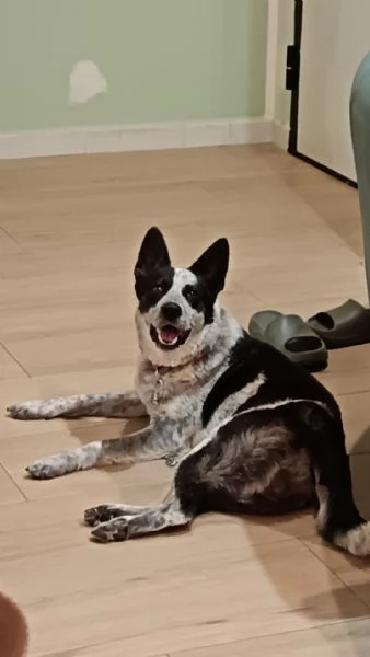 Dolcissima cagnolina rinuncia di propriet&agrave;  cerca casa con urgenza  | Foto 2