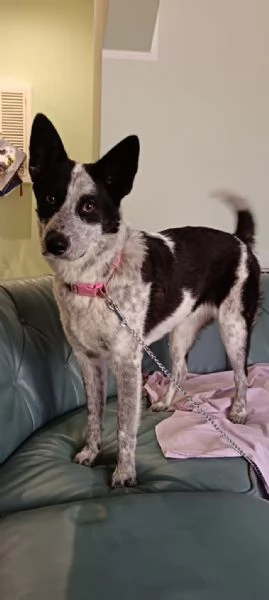 Dolcissima cagnolina rinuncia di propriet&agrave;  cerca casa con urgenza  | Foto 1