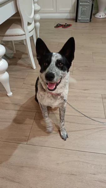 Dolcissima cagnolina rinuncia di propriet&agrave;  cerca casa con urgenza  | Foto 0