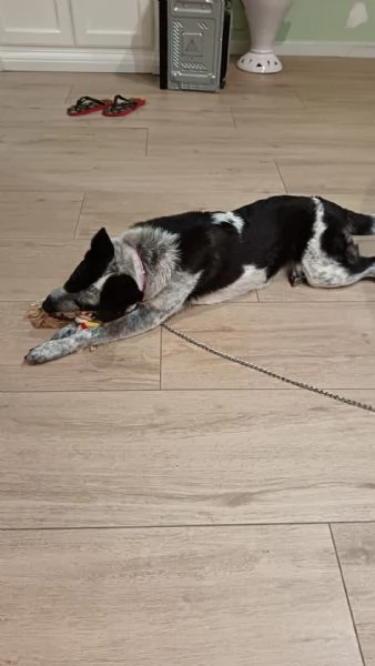 Elsa cerca casa urgentemente 