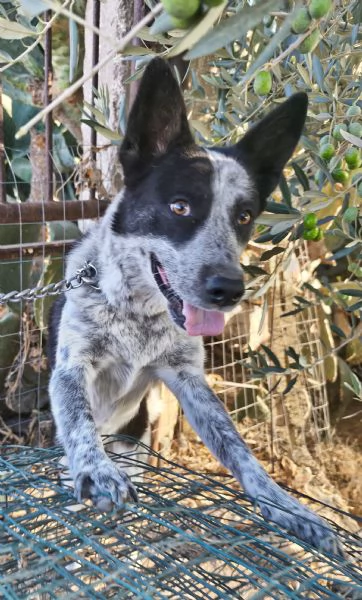 Elsa cerca casa urgentemente  | Foto 4