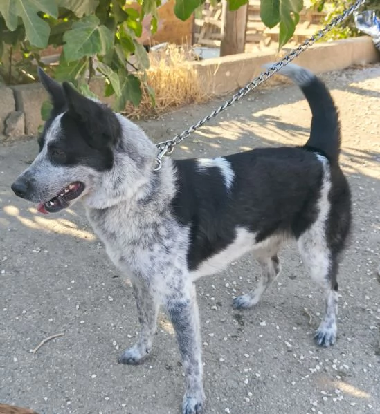 Elsa cerca casa e una famiglia da amare  | Foto 4