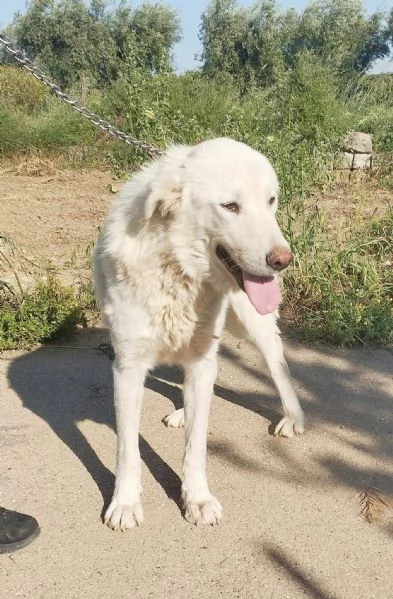 Joy uno splendido cane cerca casa e tanto affetto  | Foto 5