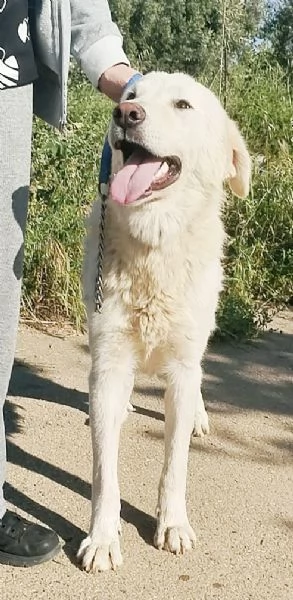 Joy uno splendido cane cerca casa e tanto affetto  | Foto 4