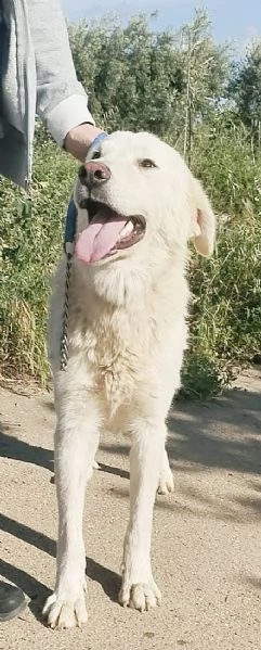 Joy uno splendido cane cerca casa e tanto affetto  | Foto 3