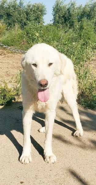 Joy uno splendido cane cerca casa e tanto affetto  | Foto 1