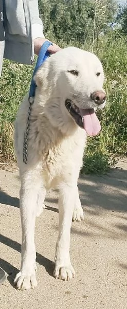 Joy uno splendido cane cerca casa e tanto affetto  | Foto 0