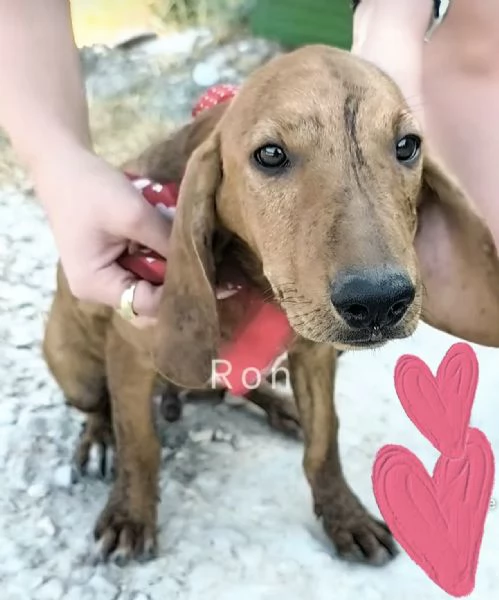 Ron &egrave; rimasto solo dolcissimo cucciolone cerca casa  | Foto 4