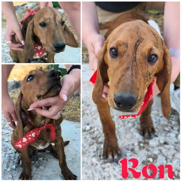 Ron &egrave; rimasto solo dolcissimo cucciolone cerca casa  | Foto 3