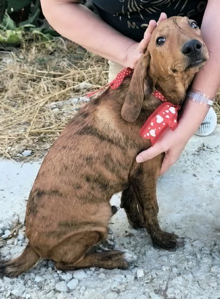 Ron &egrave; rimasto solo dolcissimo cucciolone cerca casa  | Foto 2