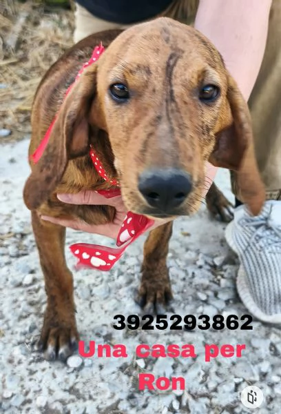 Ron &egrave; rimasto solo dolcissimo cucciolone cerca casa 