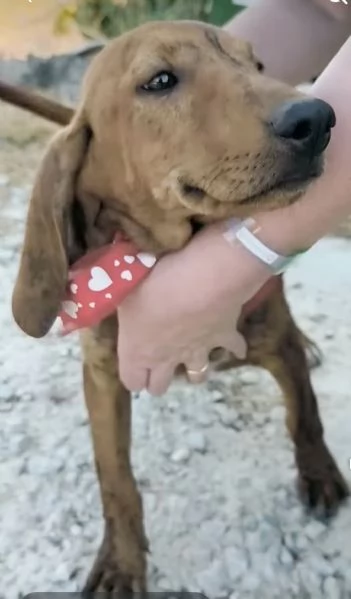 Ron &egrave; rimasto solo dolcissimo cucciolone cerca casa  | Foto 0