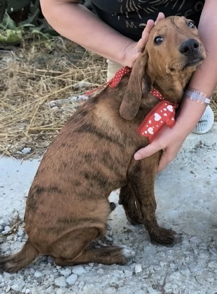 Dolcissimi cuccioli in adozione cercano casa 