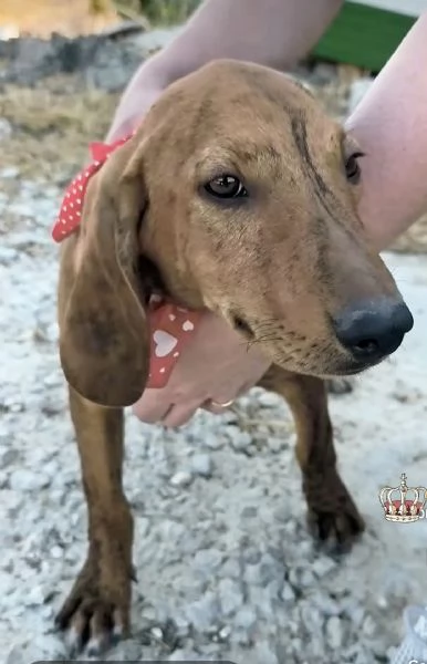 Dolcissimi cuccioli in adozione cercano casa  | Foto 2