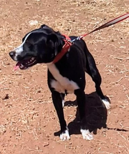 C'e una famiglia per OSCAR cucciolone in adozione  | Foto 5