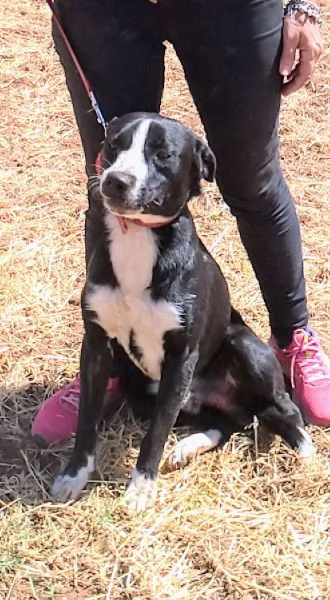 C'e una famiglia per OSCAR cucciolone in adozione  | Foto 4