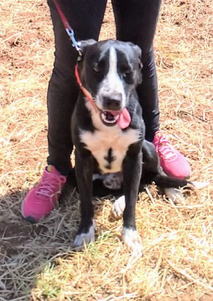 C'e una famiglia per OSCAR cucciolone in adozione 