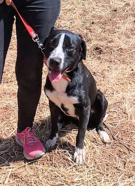 C'e una famiglia per OSCAR cucciolone in adozione  | Foto 3