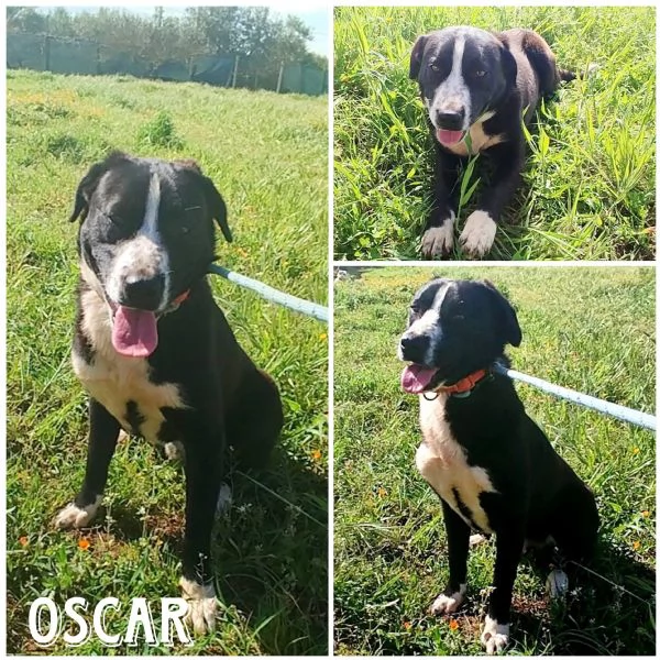 C'e una famiglia per OSCAR cucciolone in adozione  | Foto 2
