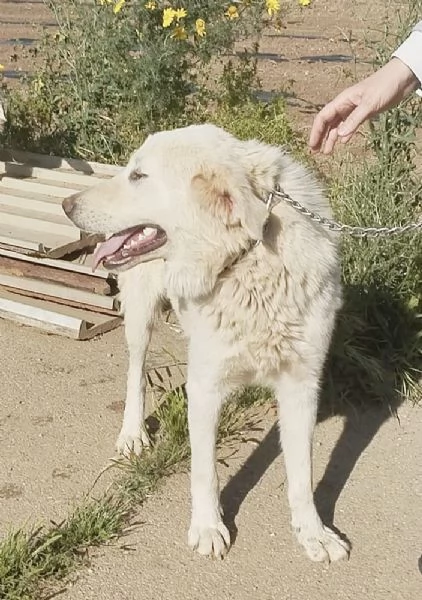 Un dolce pastore maremmano in adozione  | Foto 5