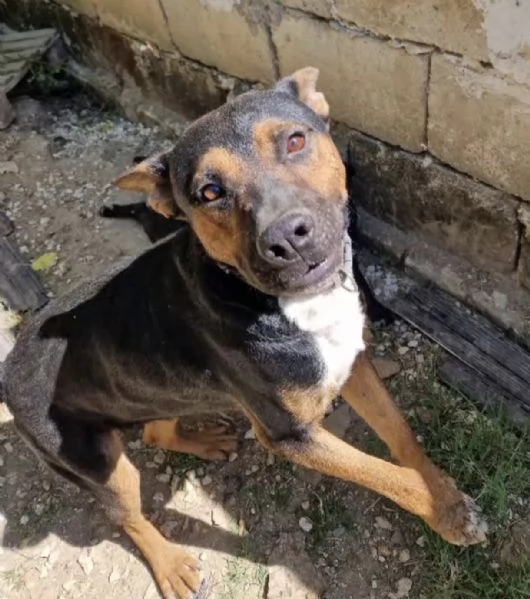 Due anime bisognose in cerca di  famiglia  | Foto 6