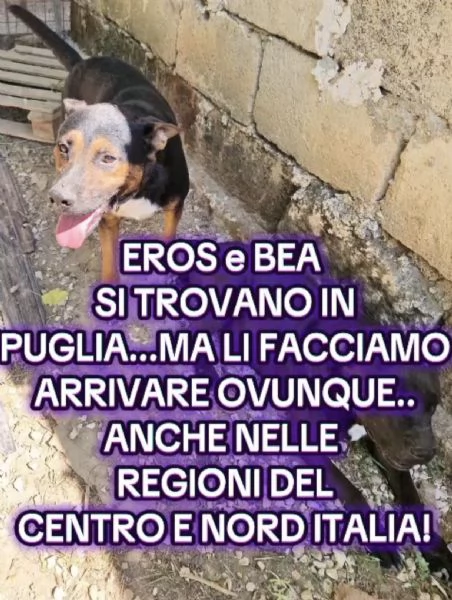 Due anime bisognose in cerca di  famiglia  | Foto 2