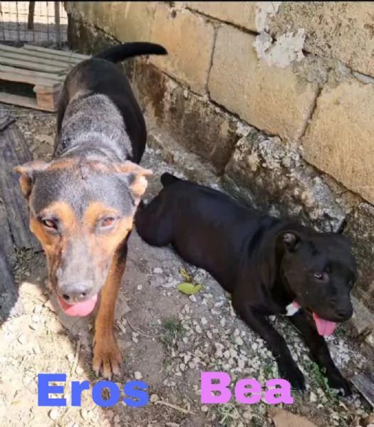 Due anime bisognose in cerca di  famiglia  | Foto 1