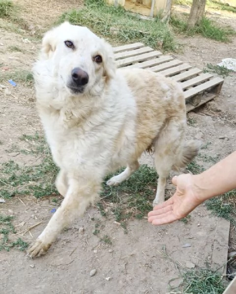 Chloe dolce cagnolina taglia medio grande in adozione 