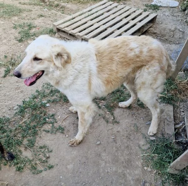 Chloe dolce cagnolina taglia medio grande in adozione  | Foto 6