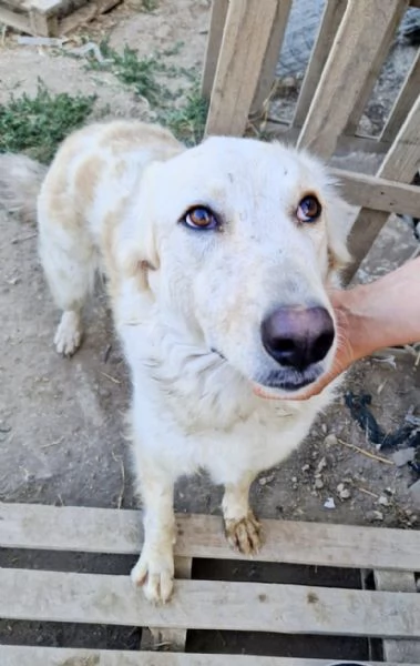 Chloe dolce cagnolina taglia medio grande in adozione  | Foto 4