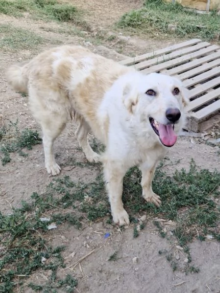 Chloe dolce cagnolina taglia medio grande in adozione  | Foto 3