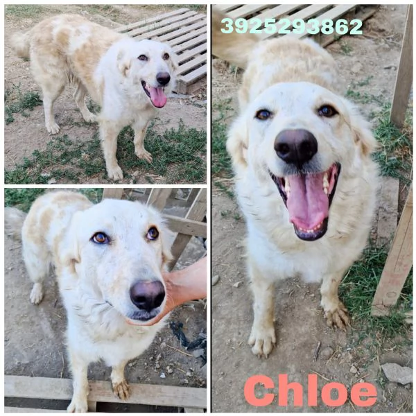 Chloe dolce cagnolina taglia medio grande in adozione  | Foto 2